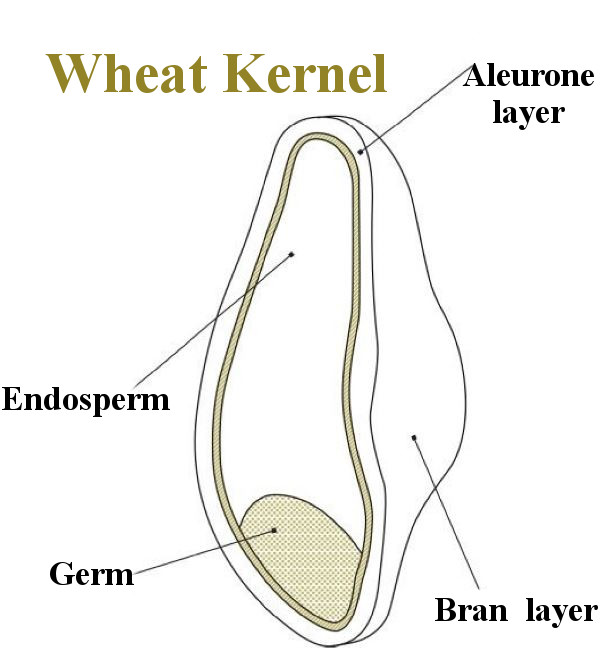 Wheat kernel - Bread Workshops in Italy